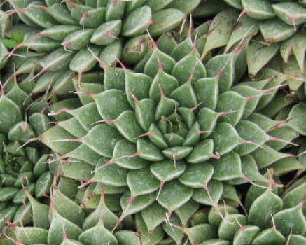 Graptoveria filiferum